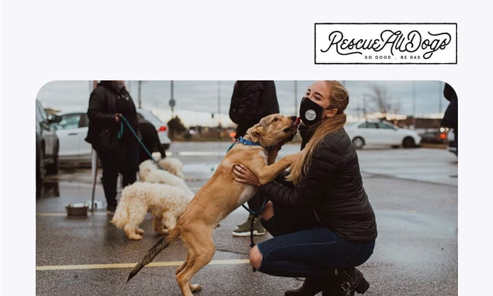 [BoxHero Interview] Rescue All Dogs.